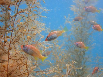 海藻の中にメバル幼魚
