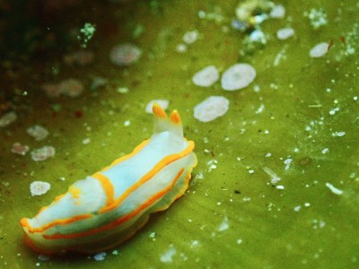 line_oa_chat_240415_111110