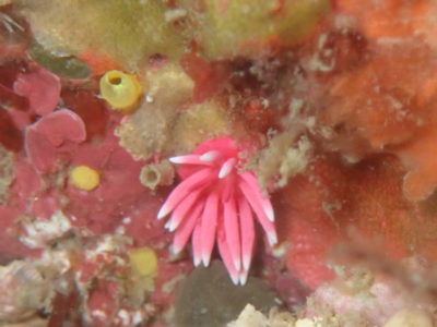 白崎の海でヒロウミウシ