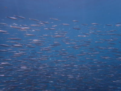 白崎の海イワシの大群