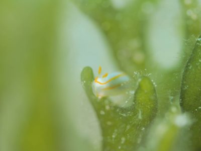 白崎の海でキンセンウミウシ