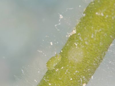 白崎の海でヒラミルミドリガイというウミウシ