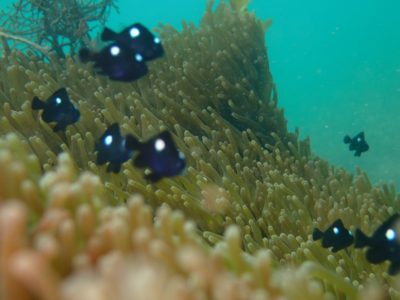 和歌山の海でミツボシクロスズメダイ