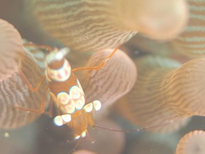 和歌山の海でイソギンチャクモエビ