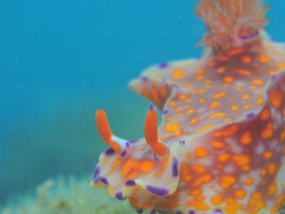 和歌山の海でダイビング