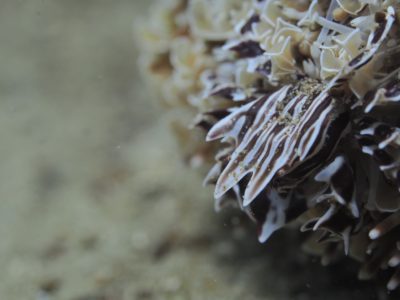 和歌山でダイビング 