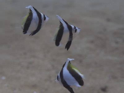 ハタタテダイ幼魚