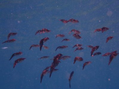 アオリイカ群れ