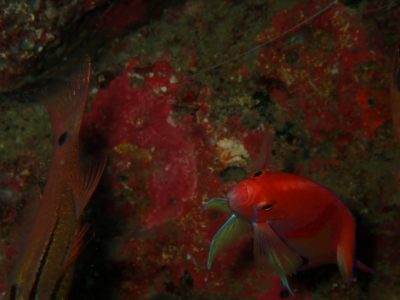 和歌山の海でアカオビハナダイ