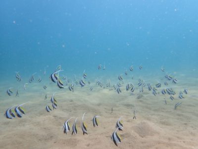 和歌山の海、ハブガタ、ハタタテダイ群れ