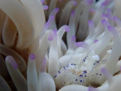 イソギンチャクエビ和歌山の海ハブガタ