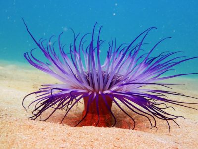 ムラサキハナギンチャク