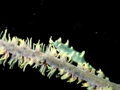 ビシャモンエビ