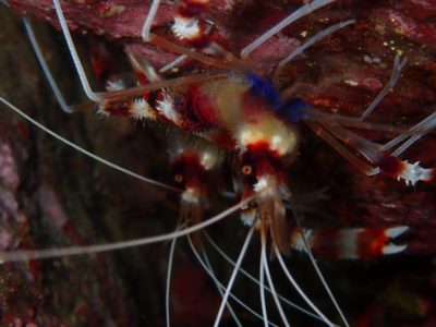 オトヒメエビペア