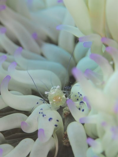 イソギンチャクエビ