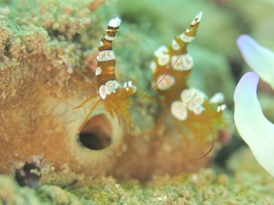 イソギンチャクモエビ