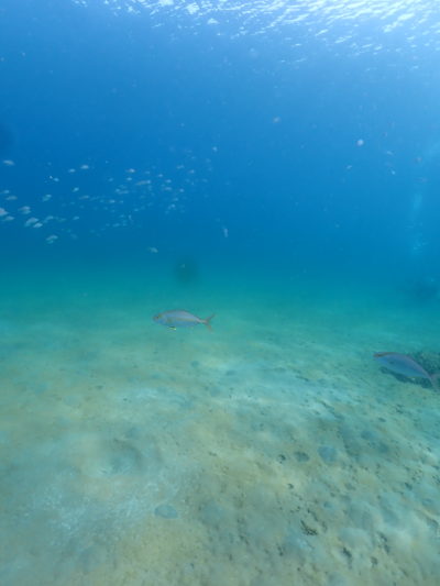 カンパチアタック