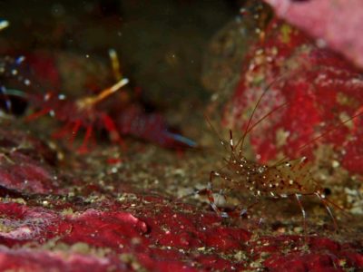 クリアクリーナーシュリンプ