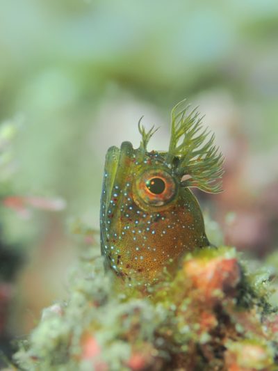 和歌山の海でコケギンポ撮影