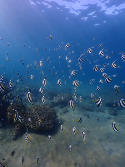ハタタテダイの群れ