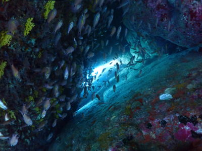 岩の隙間の群れ