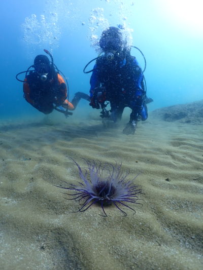和歌山の海でダイビング
