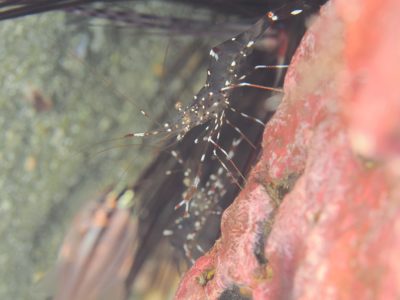 和歌山の海でクリアクリーナーシュリンプ撮影