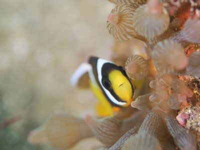 白崎の海でクマノミ幼魚