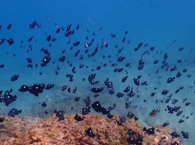 和歌山白崎ミツボシクロスズメダイ群れ