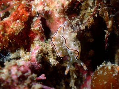 コノハミドリガイ