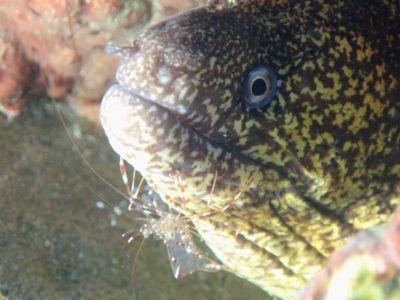 クリアクリーナーシュリンプとウツボ