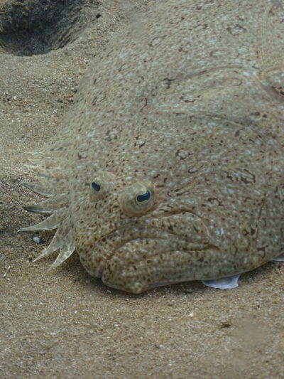 白崎の海でヒラメと遭遇