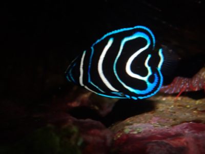 サザナミヤッコ幼魚