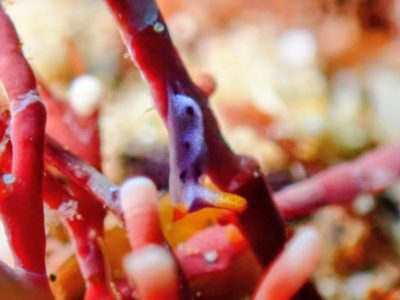 スイートジェリーミドリガイ