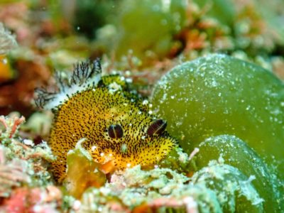 ゴマフビロードウミウシ