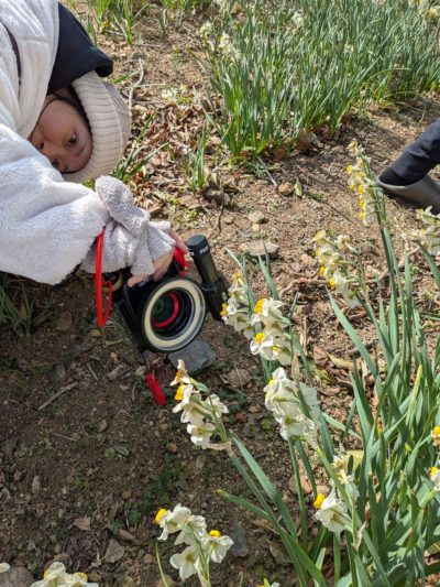 由良町水仙まつり