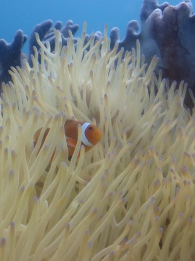 カクレクマノミ