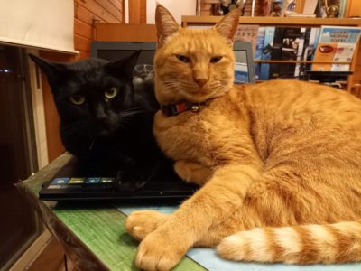 チャアくんクロスケ愛猫たち