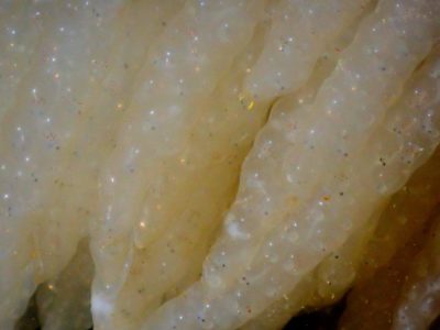 白崎の海でヤリイカ卵