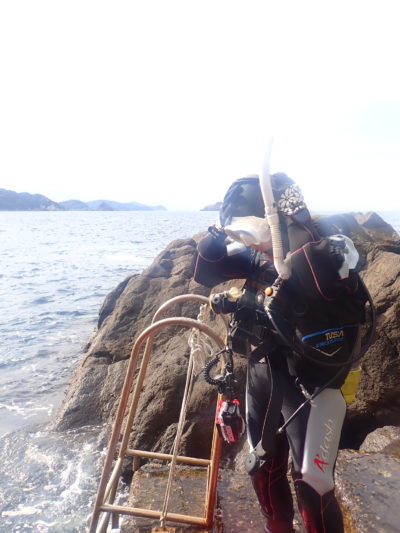 和歌山白崎の海でダイビング