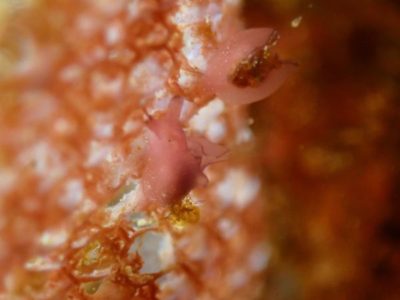 ピンクアメフラシ