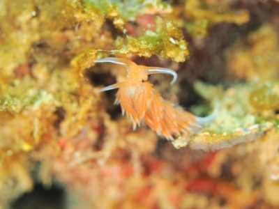 アカエラミノウミウシ