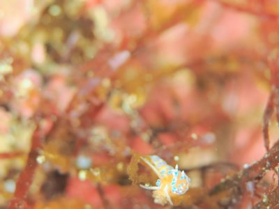 フジエラミノウミウシ