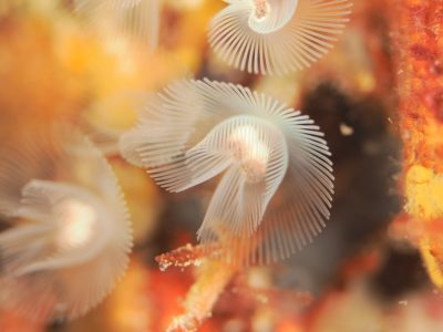 ヒメホウキムシ