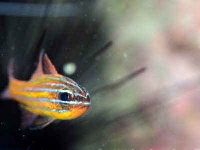 きんせんいしもち