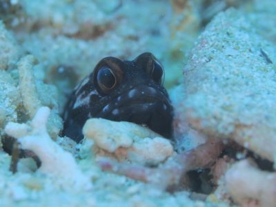 ジョーフィッシュ黒