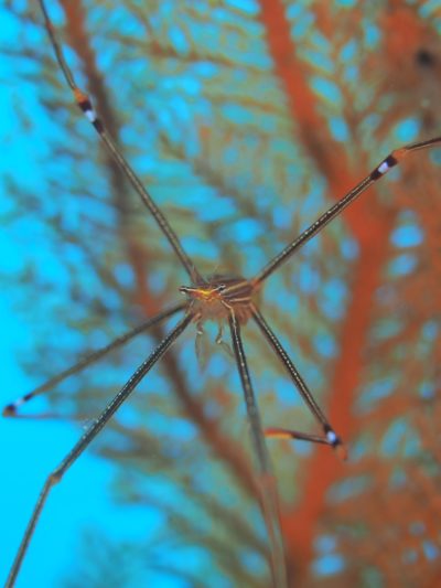 オルトマンワラエビ