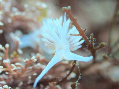 サクラミノウミウシ