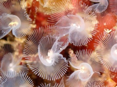 ヒメホウキムシ