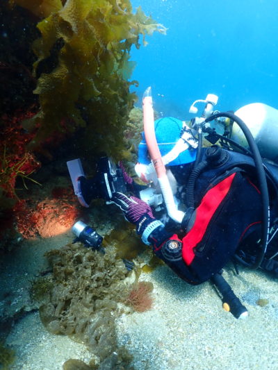 和歌山の海でフォトダイブ